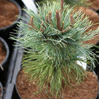 Pinus parviflora 'Ryo-ku-ho'