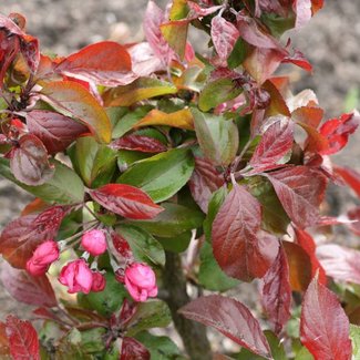 Malus sylvestris x 'Roter Zwerg'