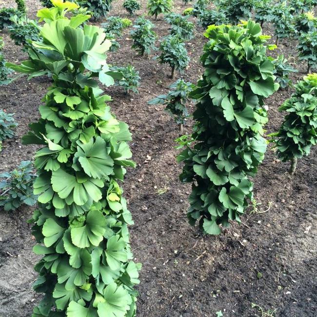 Ginkgo biloba 'Trolly'