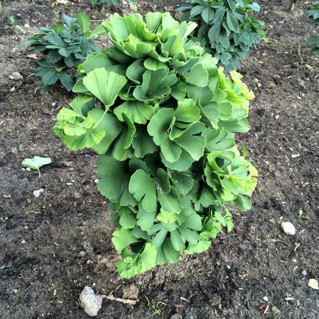 Ginkgo biloba 'Trolly'