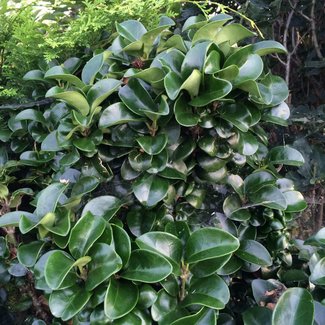 Ligustrum japonicum 'Rotundifolium'