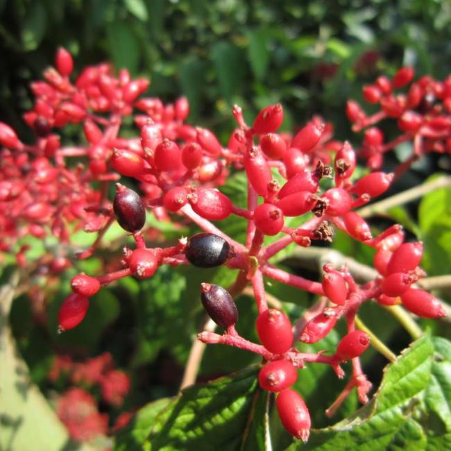 Viburnum plicatum 'Kilimandjaro' PBR