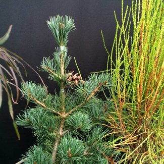 Pinus parviflora 'Nellie D'