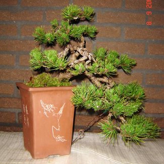Tuin Bonsai - Pinus mugo 'Mops'