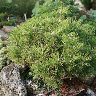 Pinus mugo 'Loucky'