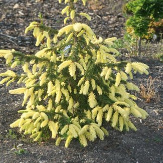 Picea orientalis 'Perry's Gold'