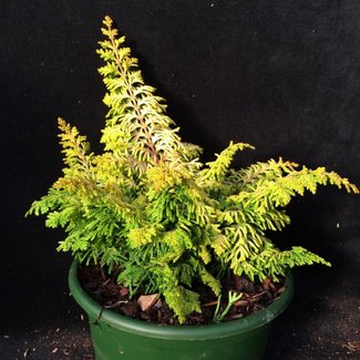 Chamaecyparis obtusa 'Fernspray Gold'