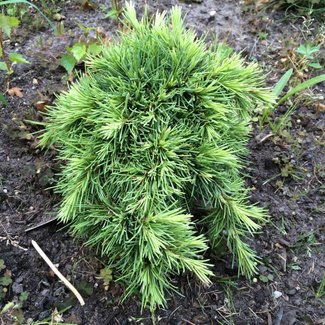 Cedrus deodara 'Gold Nugget'