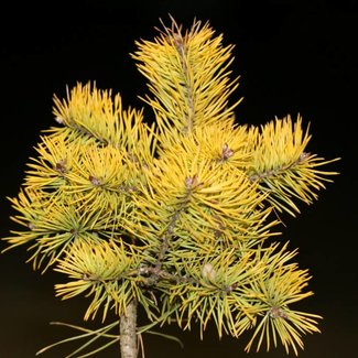 Pinus sylvestris 'Meffengowd'