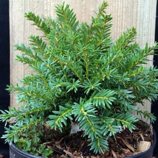 Taxus baccata 'Miles for the Money'