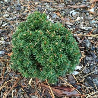 Abies lasiocarpa 'DuFlon'