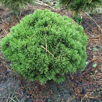 Pinus uncinata 'San Sebastian'