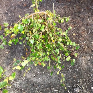 Betula 'Pendula Zold Skazall'