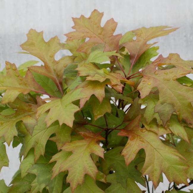 Quercus palustris 'Green Dwarf'