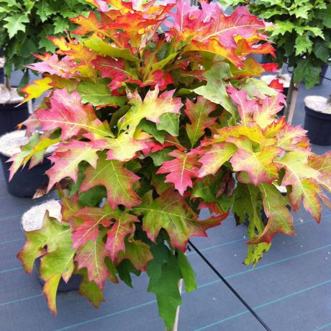 Quercus palustris 'Green Dwarf'