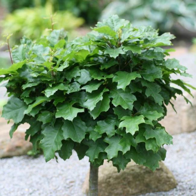 Quercus palustris 'Green Dwarf'