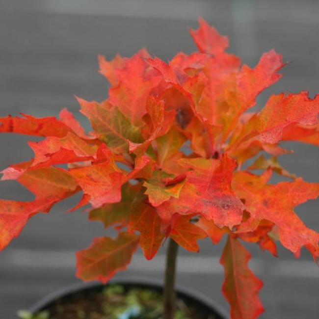 Quercus palustris 'Green Dwarf'