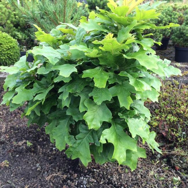 Quercus palustris 'Green Dwarf'