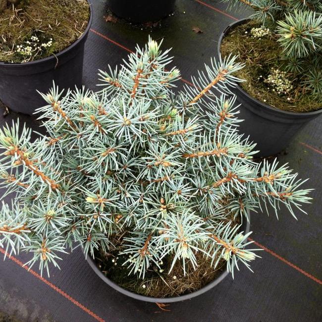 Picea pungens 'Mecki'