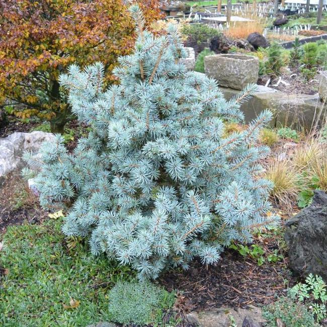 Picea pungens 'Mecki'