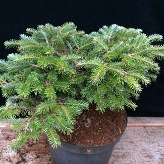 Abies fraseri 'Piglett's WB'