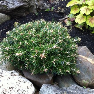 Abies koreana 'Nadelkissen'