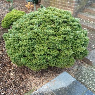 Abies koreana 'Ottostrasse'