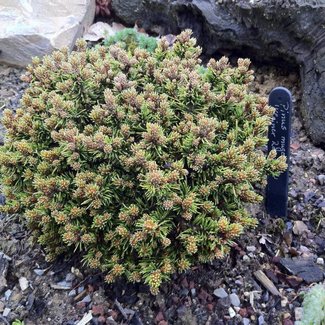 Pinus mugo 'Kleiner Rozsutec'