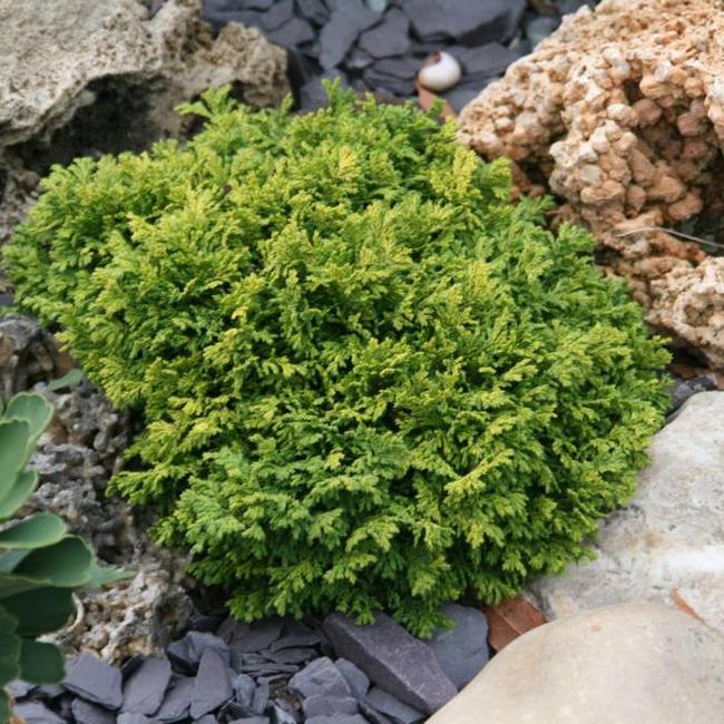 Chamaecyparis pisifera plumosa 'Compressa'