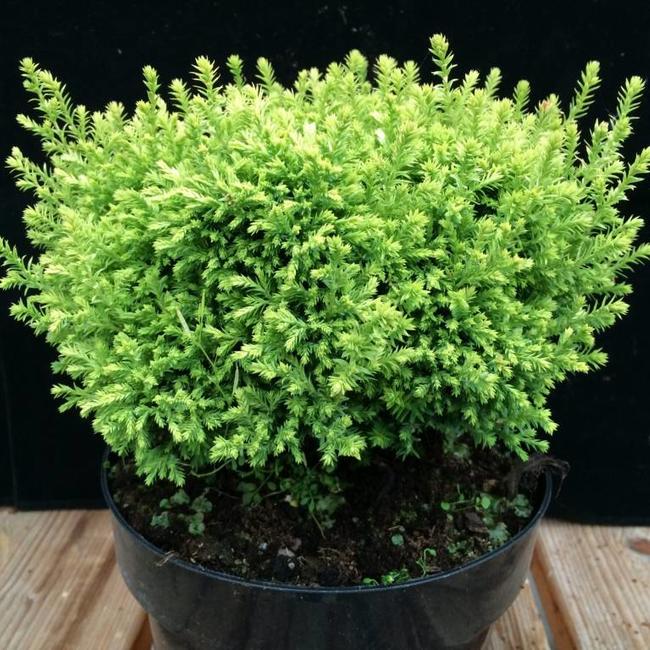Chamaecyparis pisifera plumosa 'Compressa'