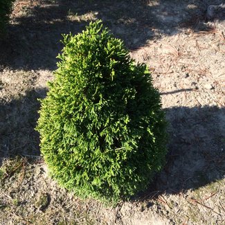 Thuja occidentalis 'Maks'