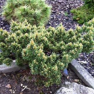 Pinus sylvestris 'Longmoor'