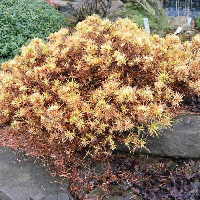 Larix gmelinii 'Dortmund'