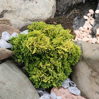 Chamaecyparis obtusa 'Aurea Nana'