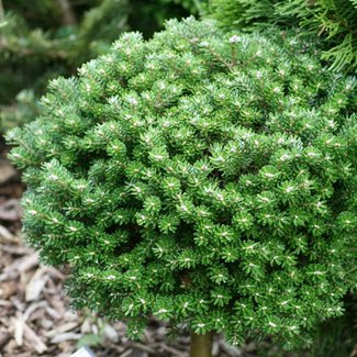 Abies koreana 'Silberzwerg'