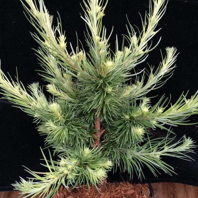 Larix kaempferi 'Wolterdingen'