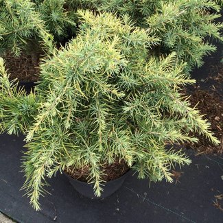 Cedrus deodara 'Golden Horizon'