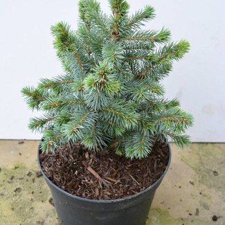 Picea sitchensis 'Papoose'