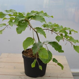 Fagus sylvatica 'Londal Krikkebuk'