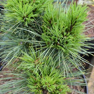 Pinus ayacahuite 'Maya'