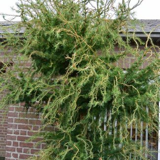 Larix decidua 'Horstmann Recurved'