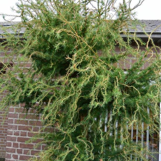 Larix decidua 'Horstmann Recurved'
