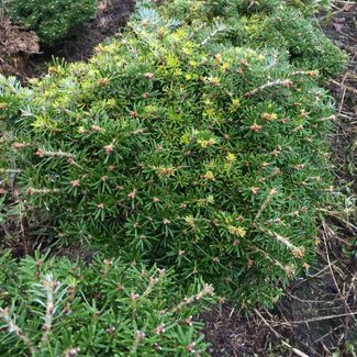 Abies koreana 'Doni Tajuso'