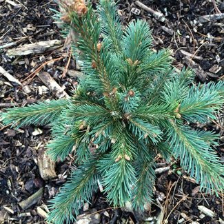 Picea engelmannii 'Compacta'