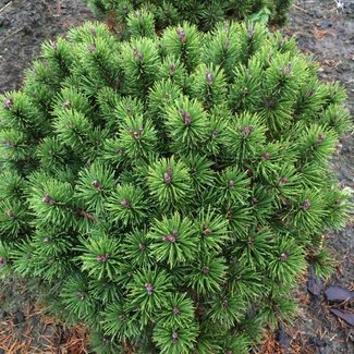 Pinus mugo 'Litomysl'