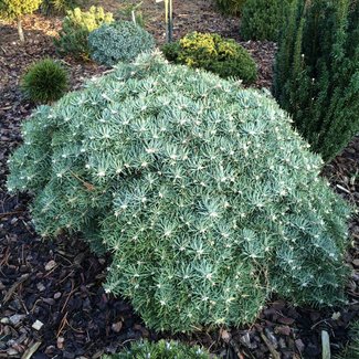 Abies concolor 'Cernosice'