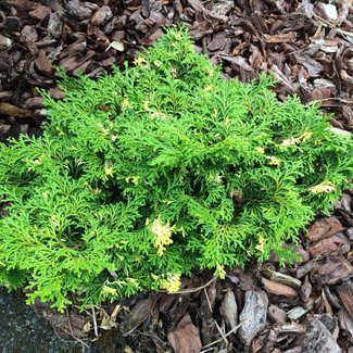 Chamaecyparis obtusa 'Southern Lights'