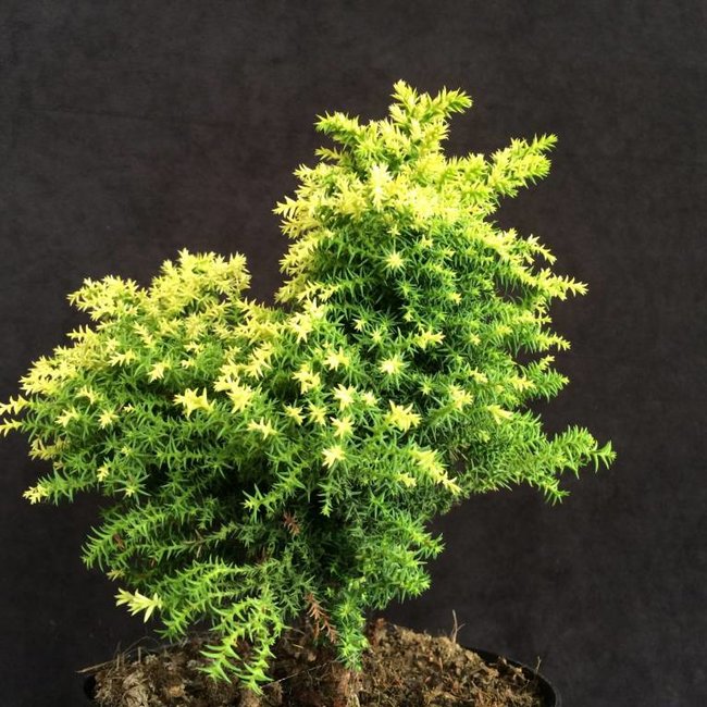 Cryptomeria japonica 'Twinkle Toes'