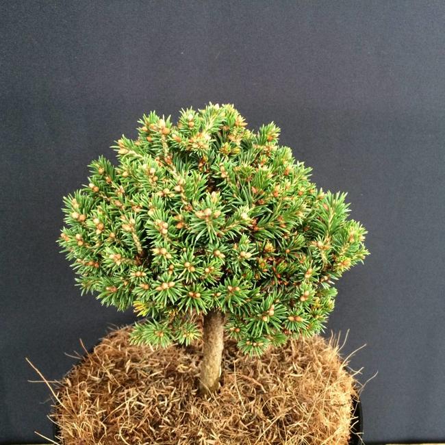 Picea obovata (asperata) 'Mongolei'