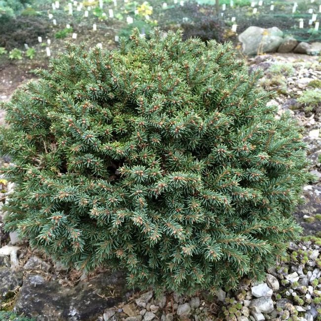 Picea obovata (asperata) 'Mongolei'
